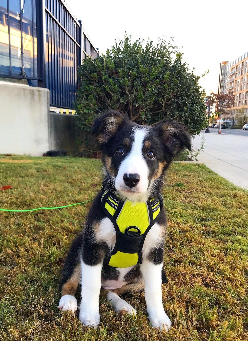 FurGlide™
